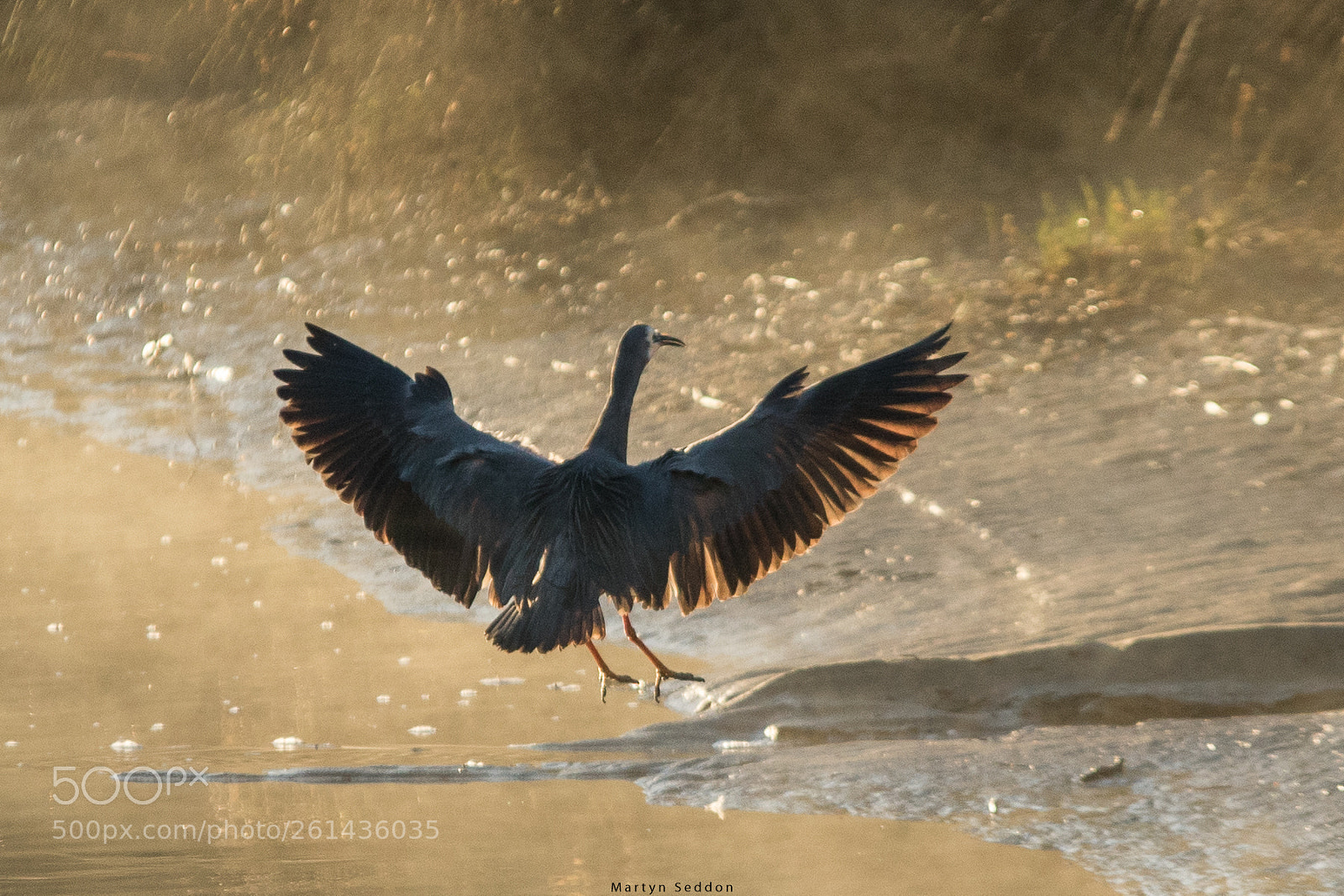 Canon EOS 7D Mark II sample photo. Heron photography