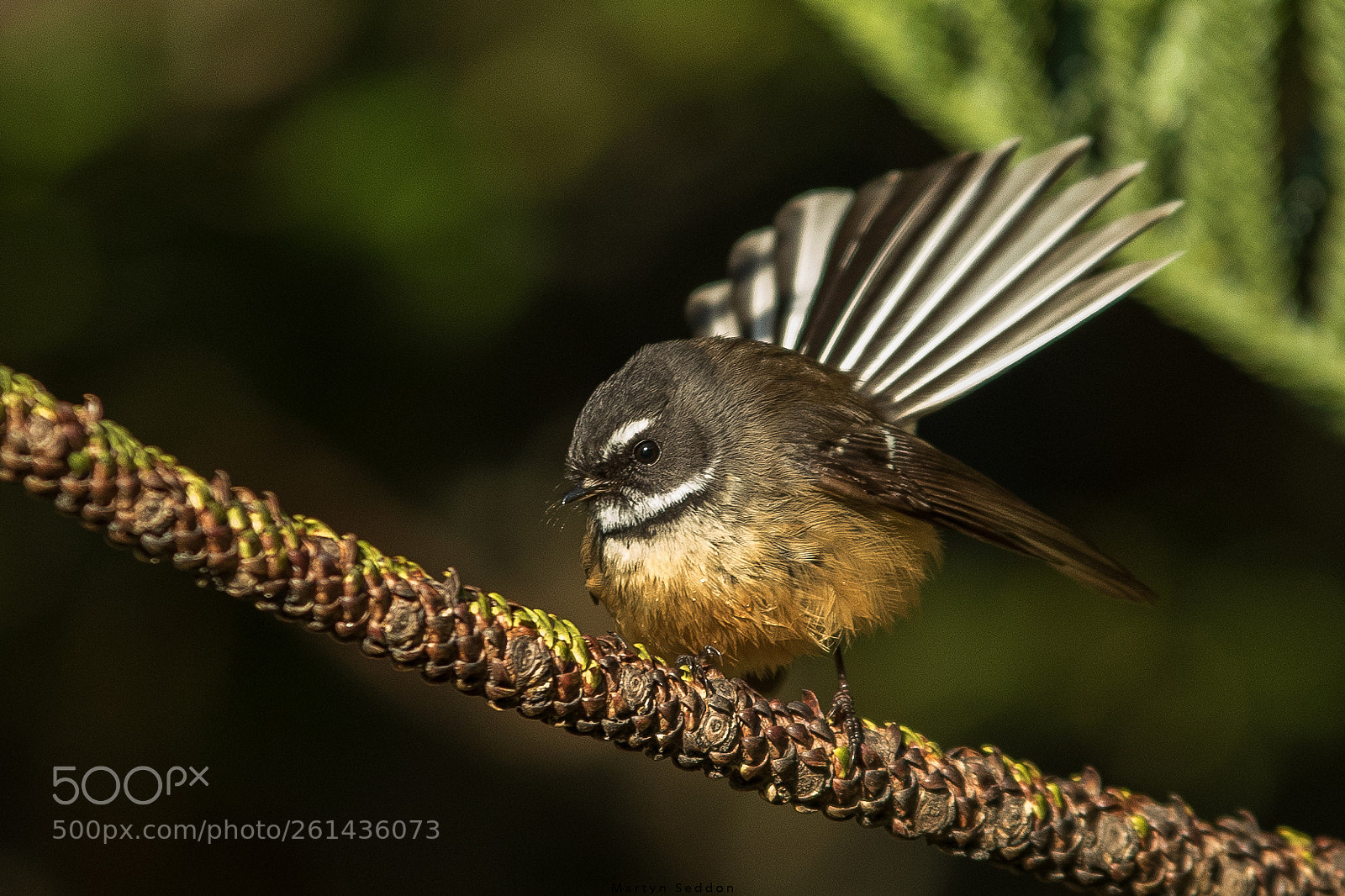 Canon EOS 7D Mark II sample photo. Fantail photography