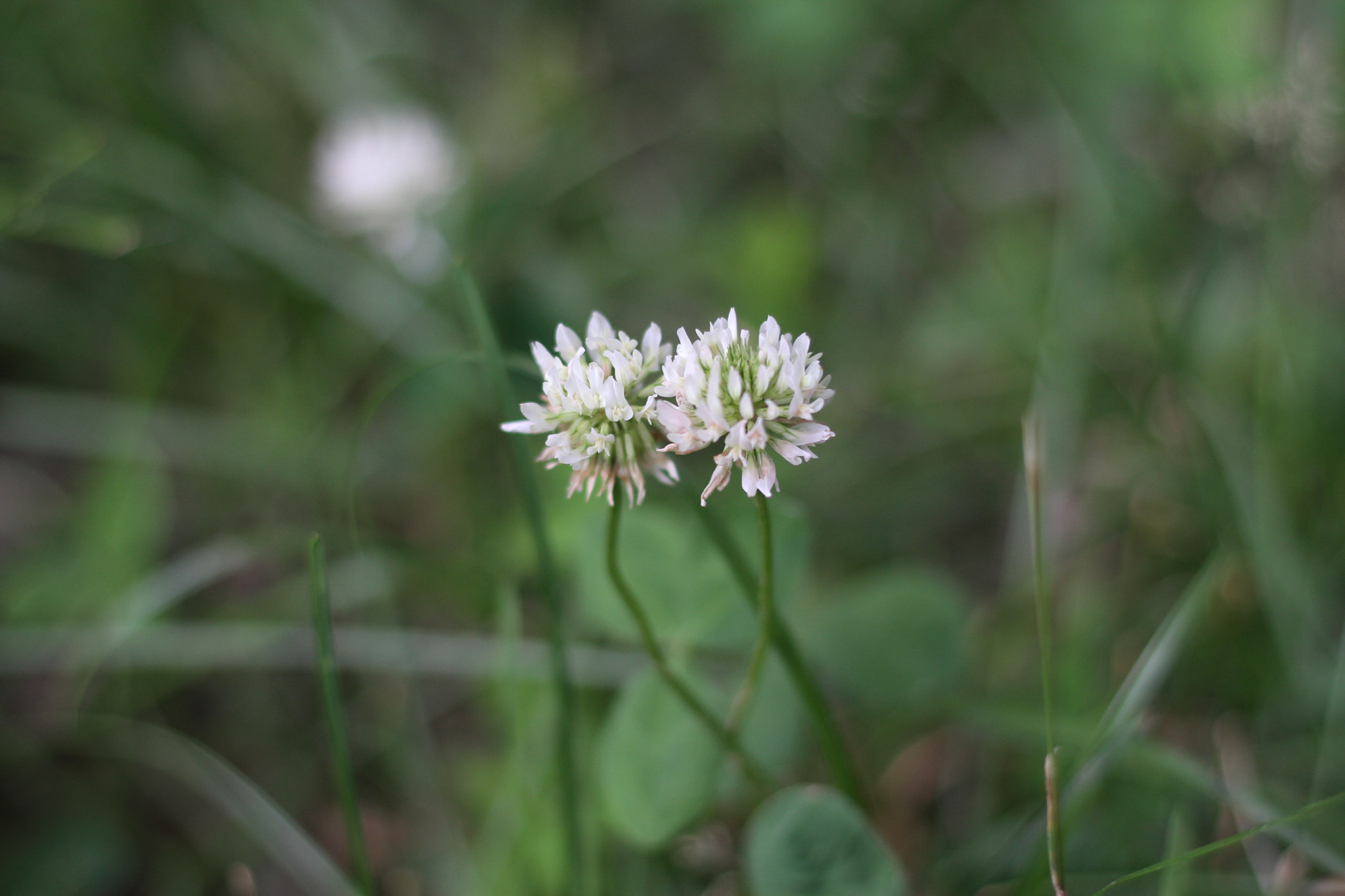 Canon EOS 7D + Canon EF 50mm F1.8 STM sample photo. Img photography