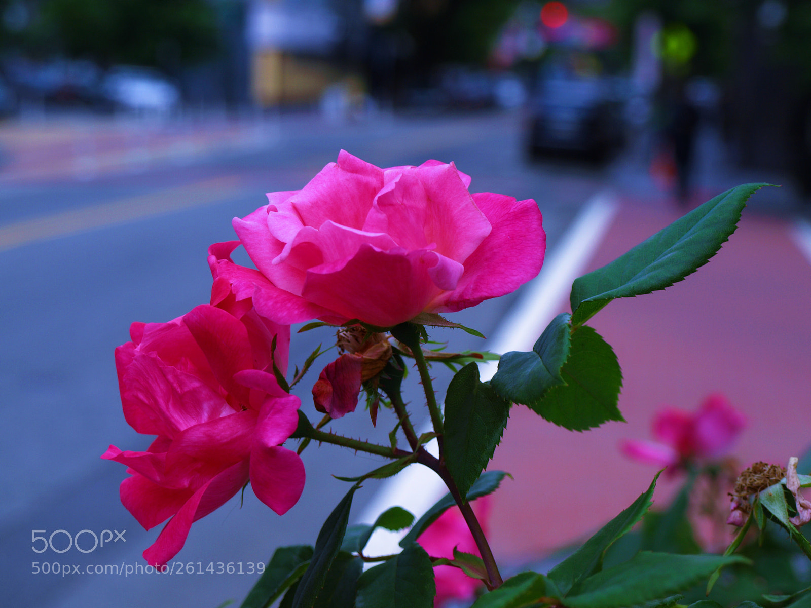 Olympus E-510 (EVOLT E-510) sample photo. Growth photography