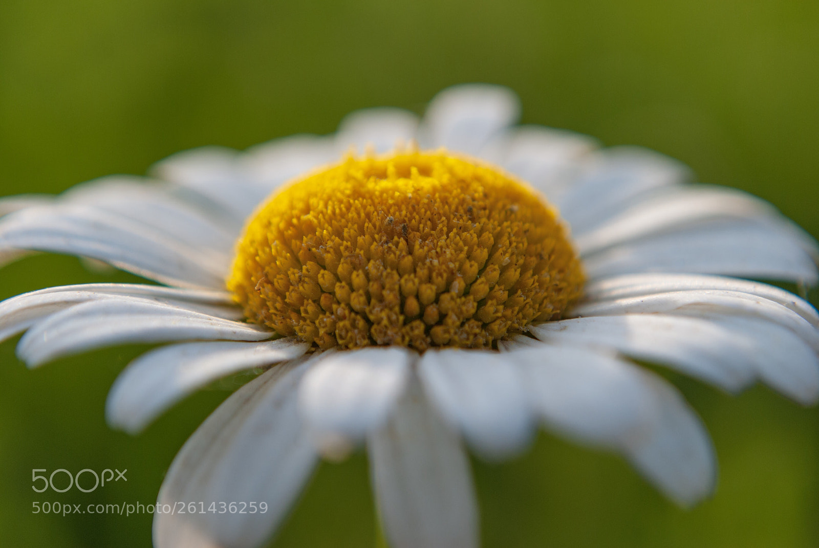 Nikon D3000 sample photo. Macro sunlit daisy photography