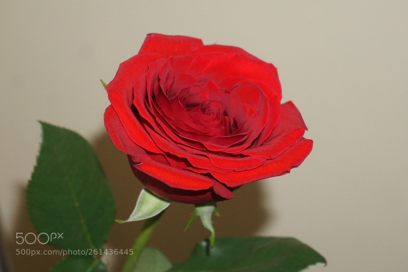 Sony a6000 sample photo. Flower photography