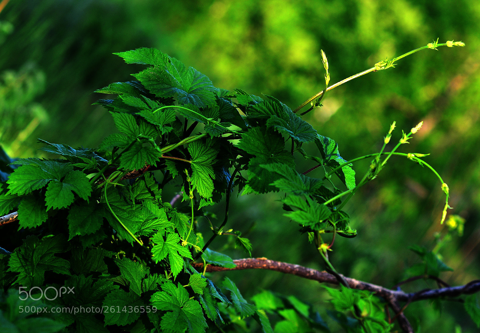 Nikon D7000 sample photo. Green mess.  Зеленая кутерьма photography