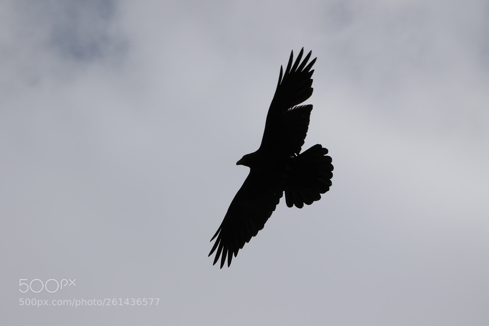 Canon EOS 7D Mark II sample photo. Untitled photography
