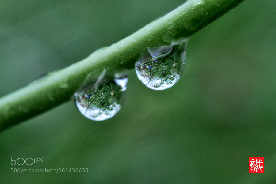 Panasonic Lumix DMC-GX7 sample photo. Raindtops 0609 photography