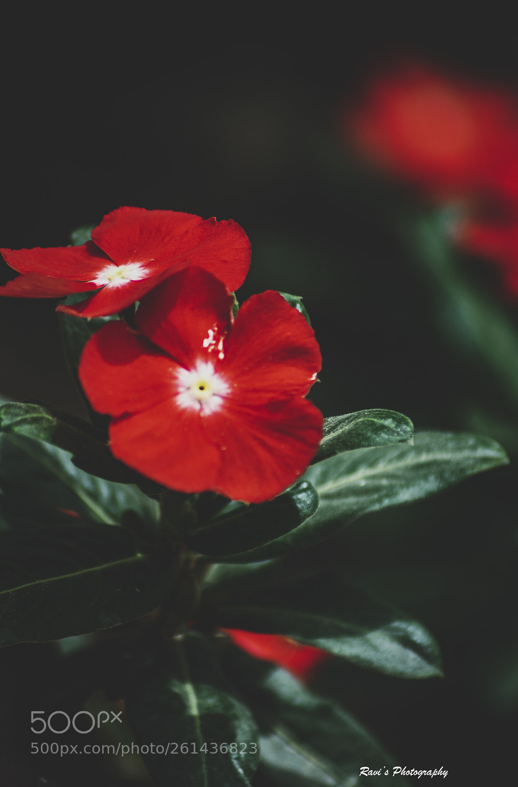 Nikon D5300 sample photo. Red twins photography