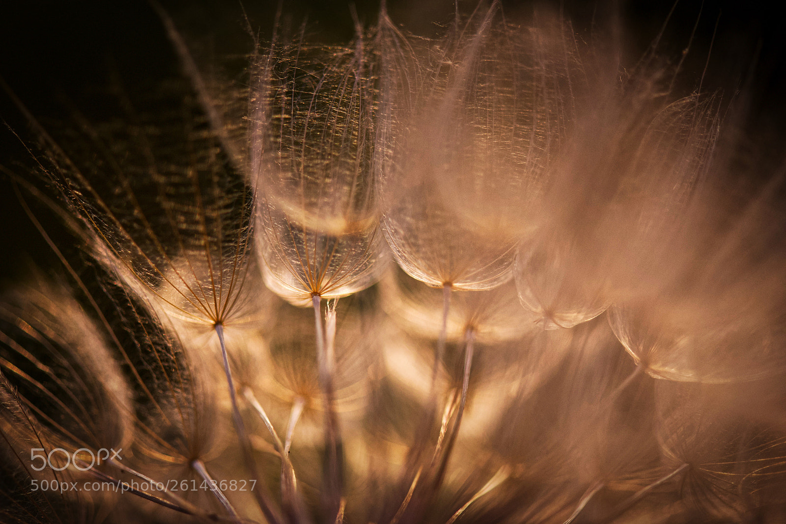 Nikon D750 sample photo. Incandescent dandelion photography