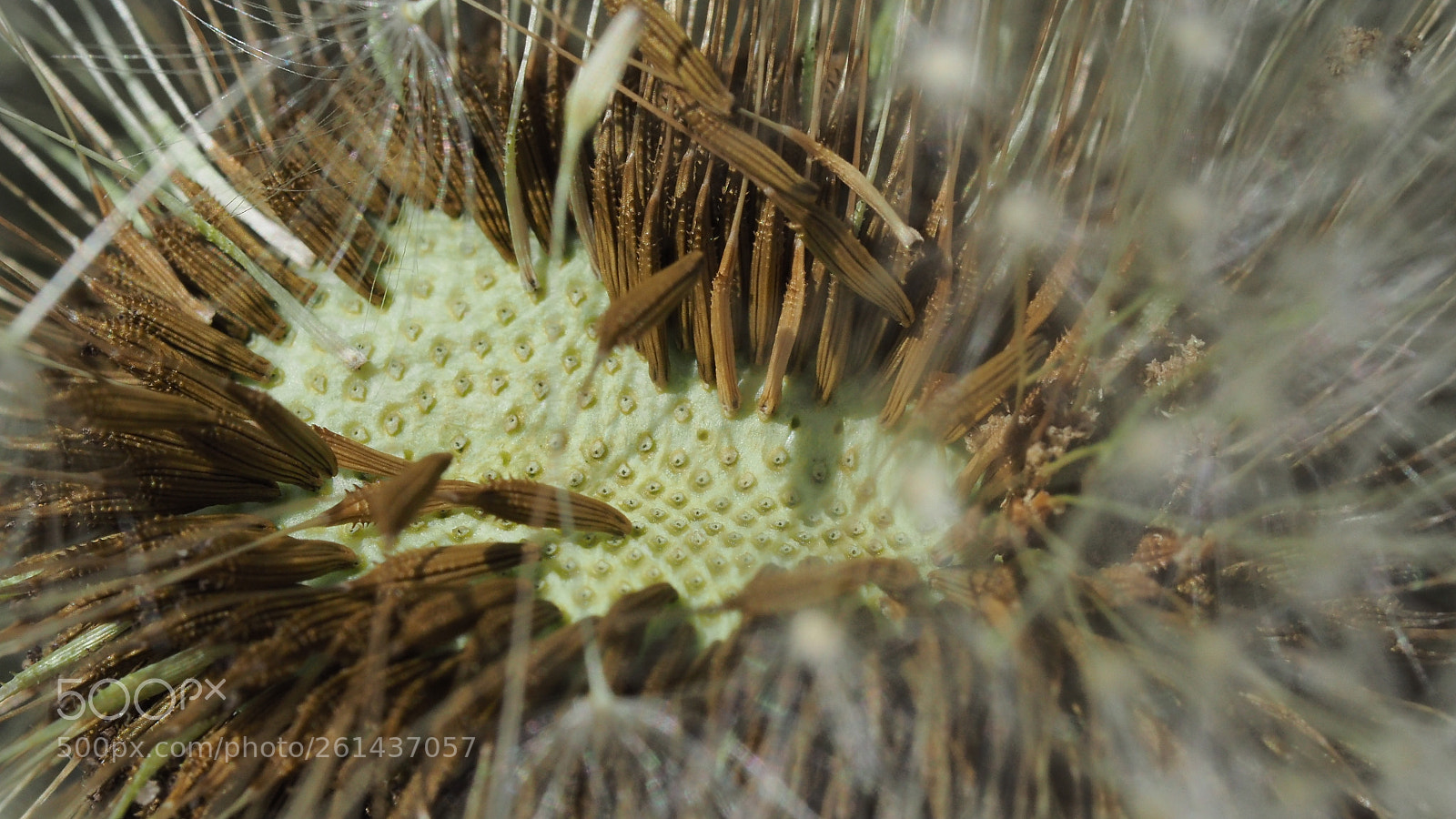 Olympus OM-D E-M5 II sample photo. Dandelion macro photography