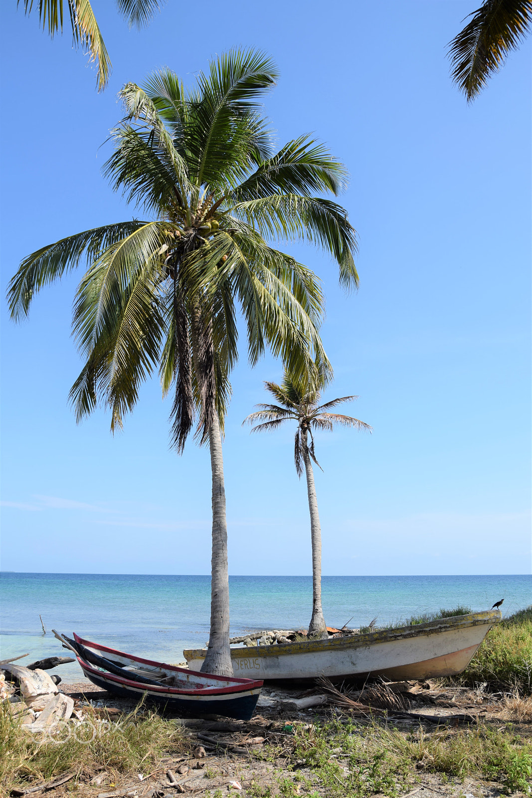 Nikon D5300 sample photo. At the shadow of a palm tree photography