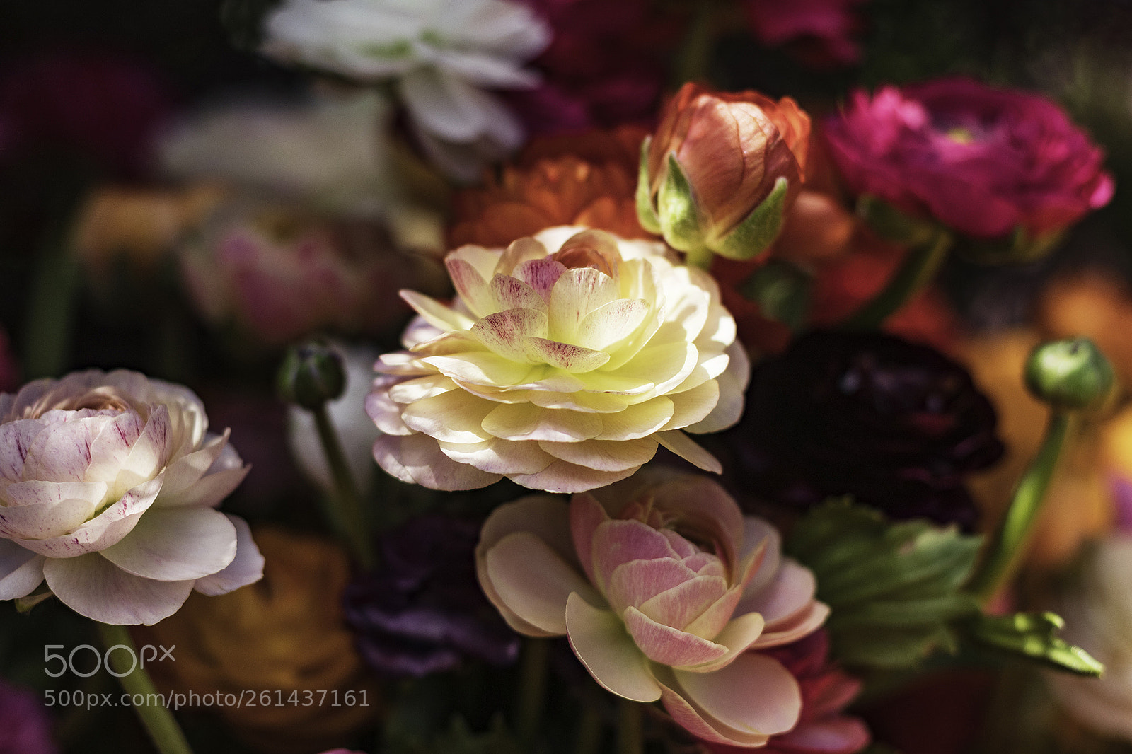 Canon EOS 80D sample photo. Ranunculus photography