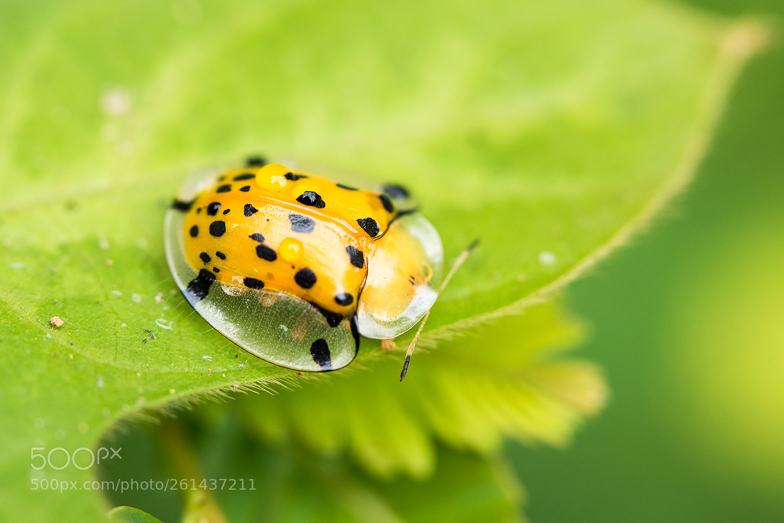 Nikon D810 sample photo. Aspidomorpha miliaris photography