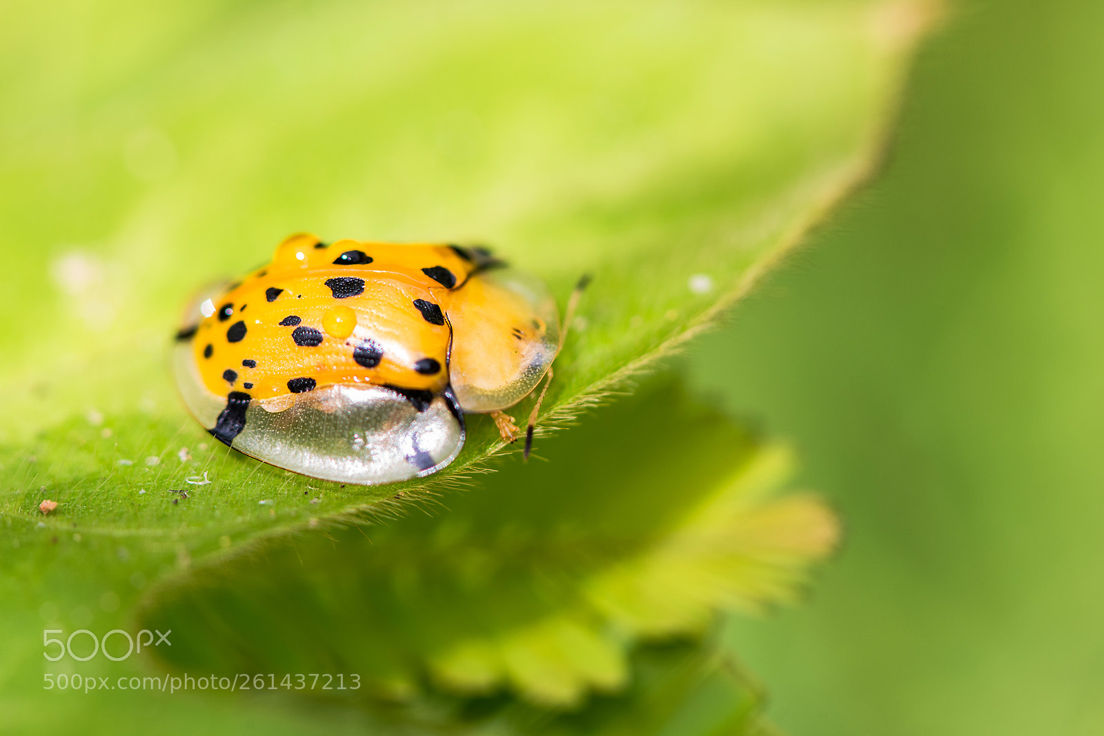 Nikon D810 sample photo. Aspidomorpha miliaris photography