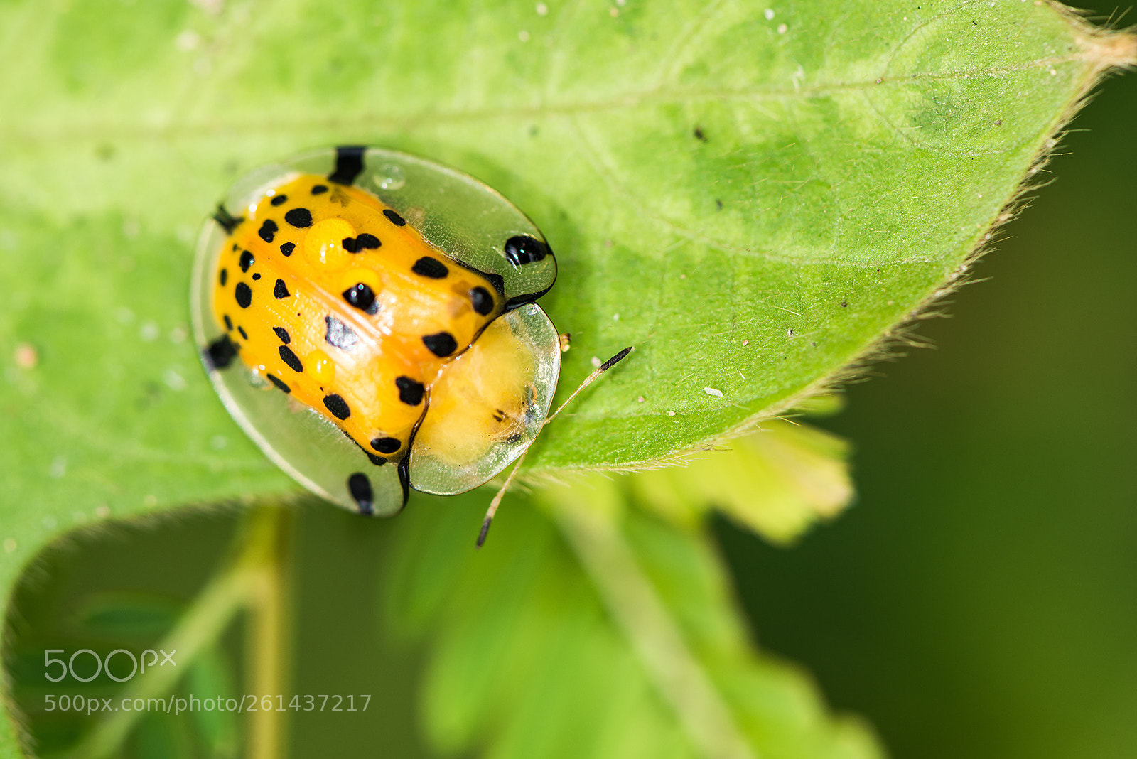 Nikon D810 sample photo. Aspidomorpha miliaris photography