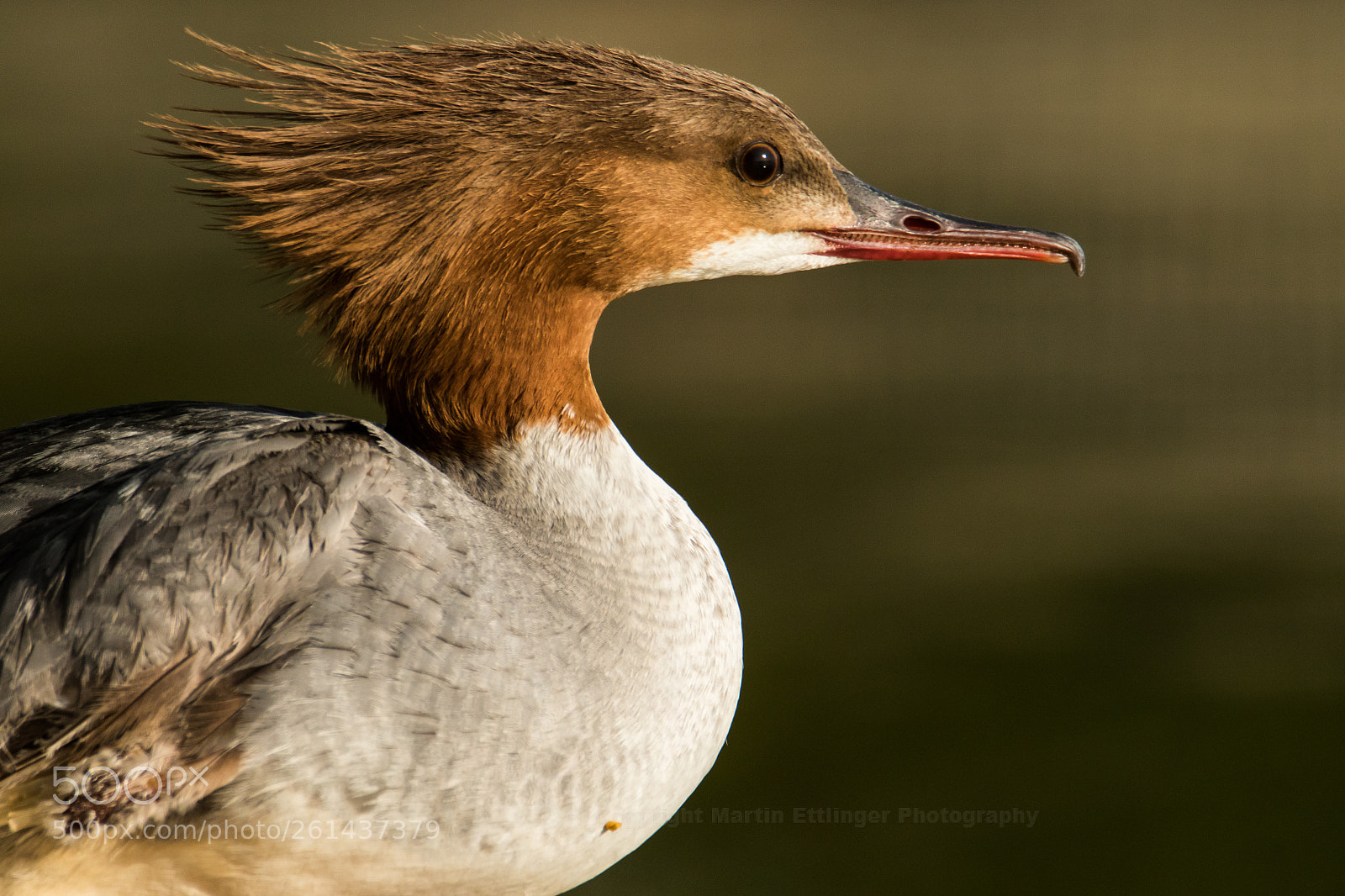 Canon EOS 7D Mark II sample photo. Goosander mergus merganser female photography