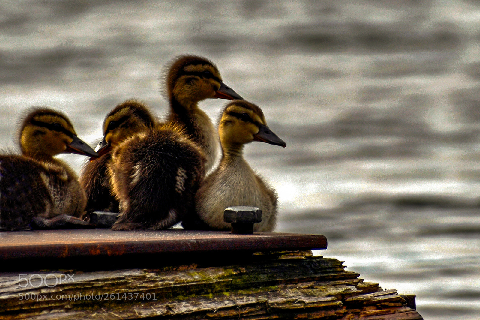 Nikon D7500 sample photo. Ducks photography