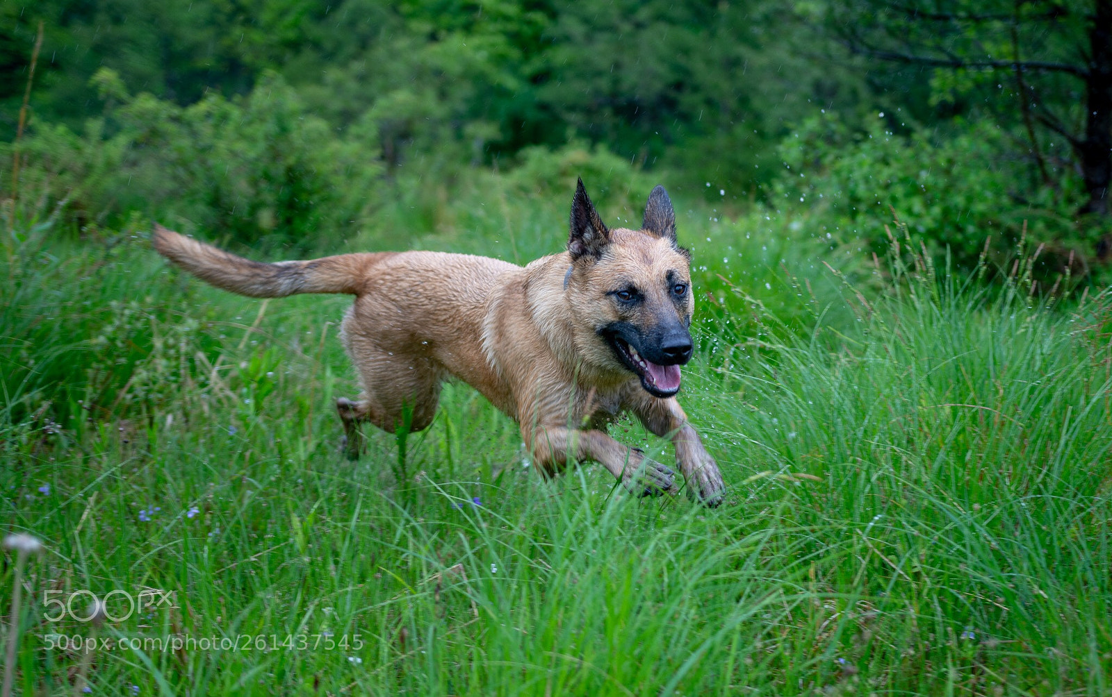 Nikon D7200 sample photo. Pup takes flight photography