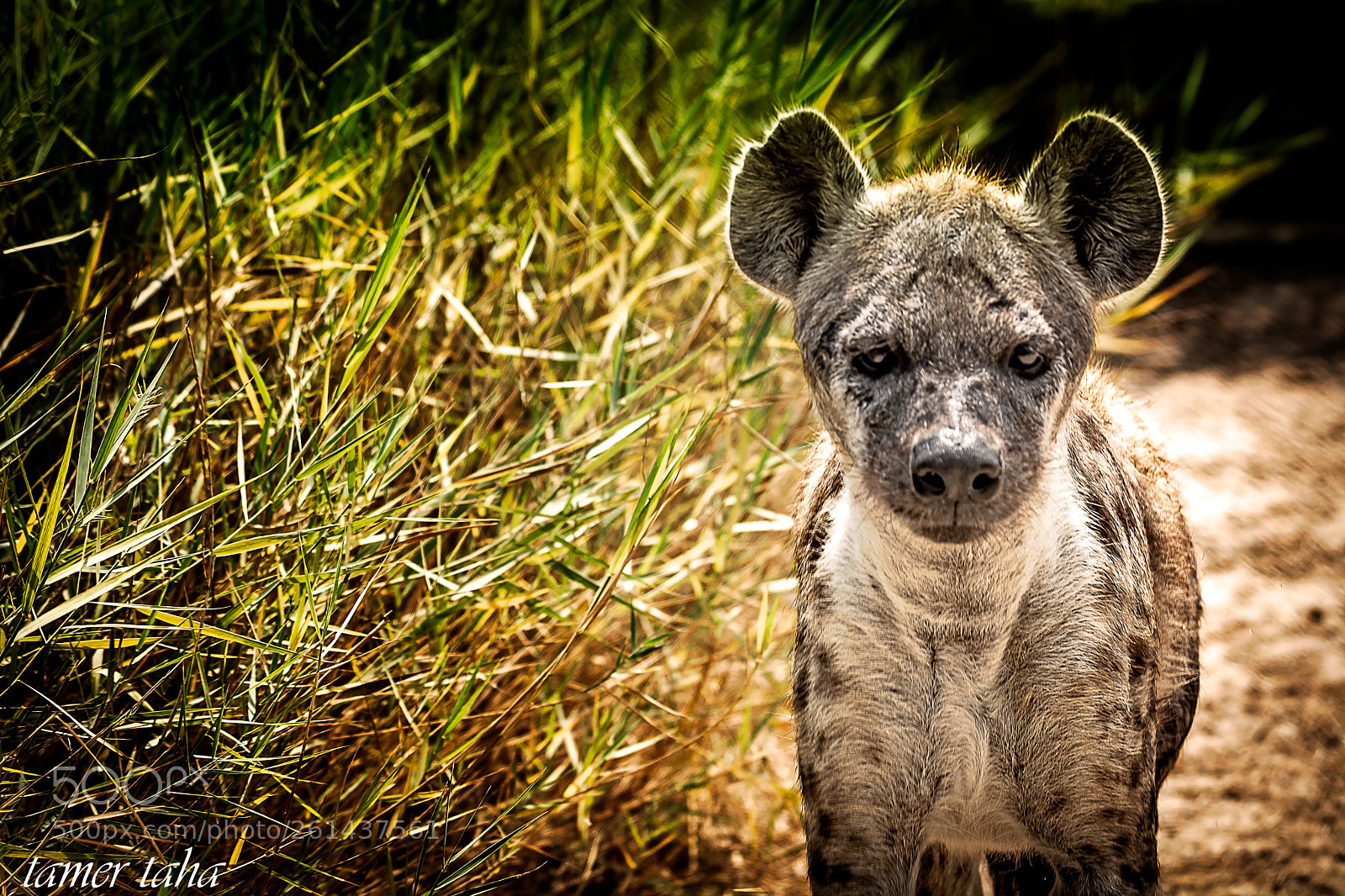 Nikon D7100 sample photo. Alex () edit photography