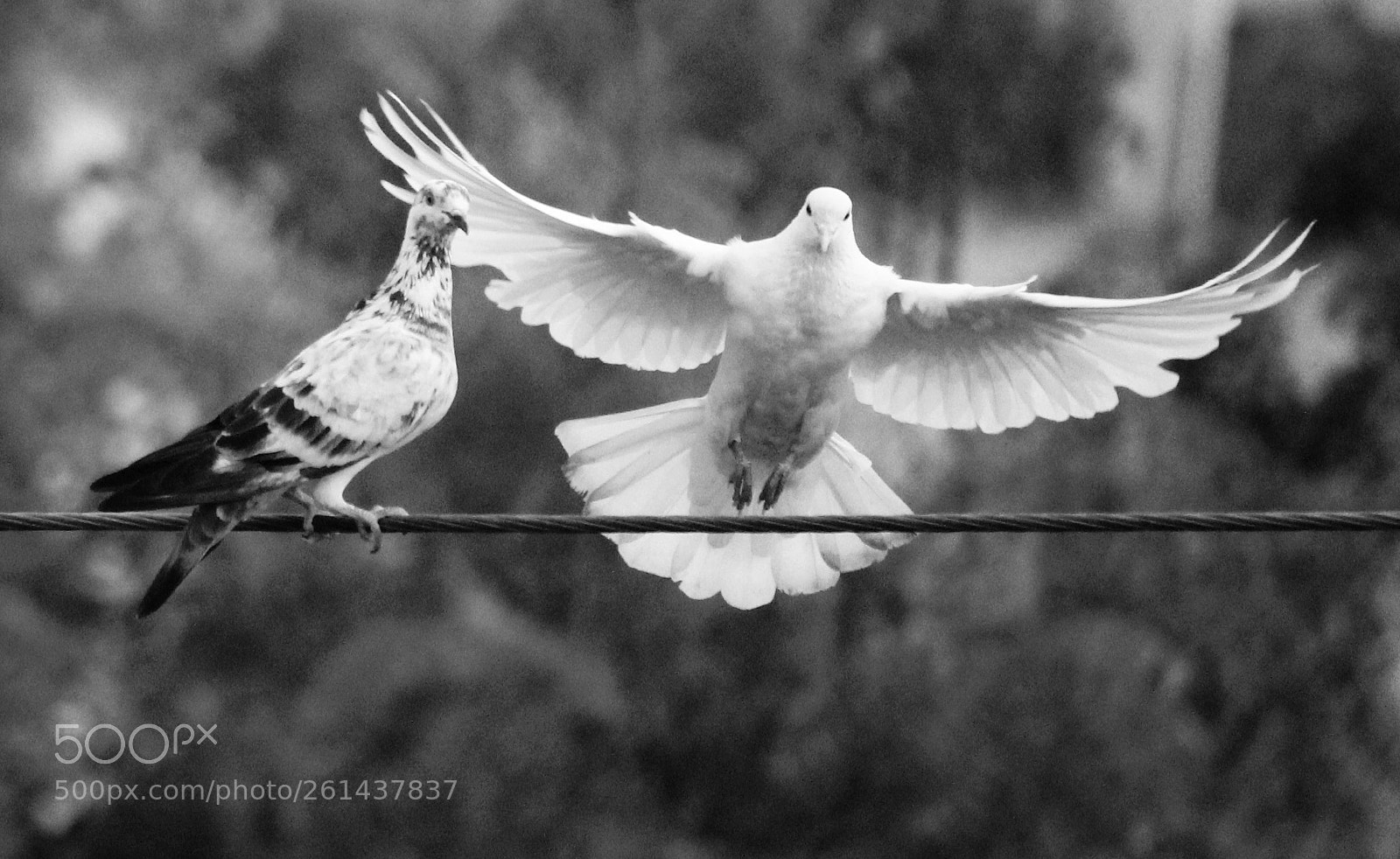 Canon EOS 1300D (EOS Rebel T6 / EOS Kiss X80) sample photo. Wings its jst wonderful photography