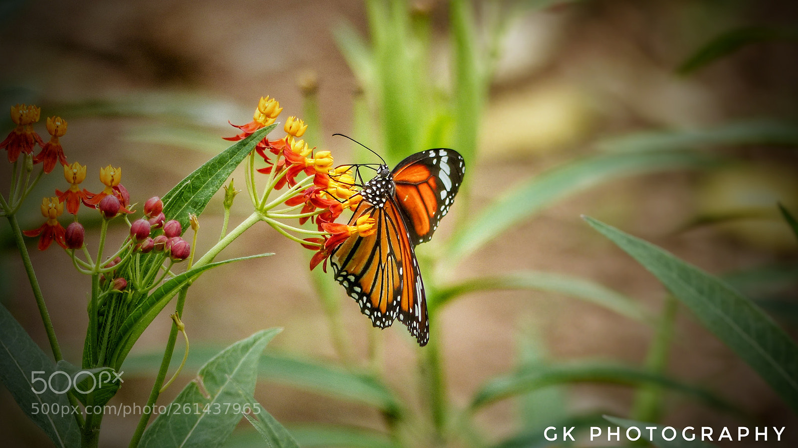 Panasonic Lumix DMC-FZ200 sample photo. Butterfly photography