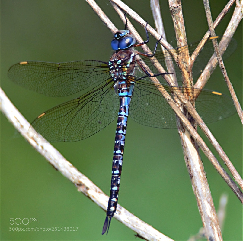 Canon EOS 60D sample photo. Dragonfly blue photography