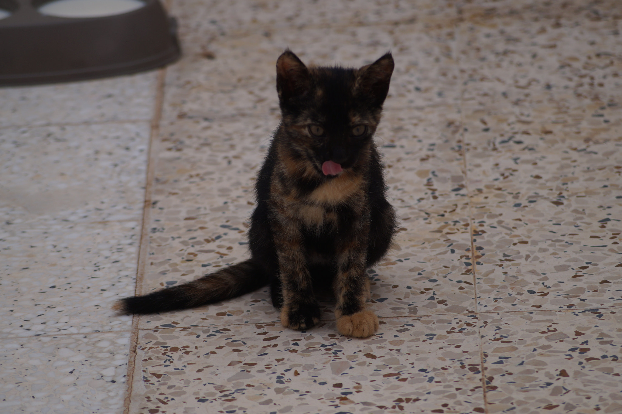 Sony DT 55-200mm F4-5.6 SAM sample photo