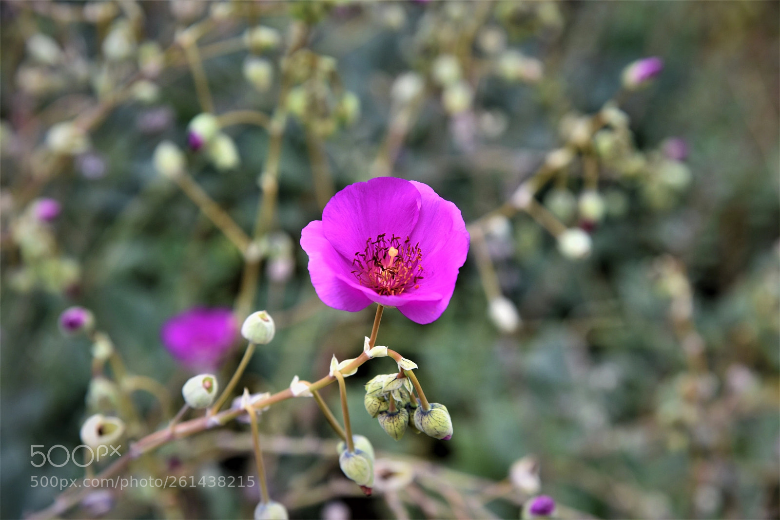 Nikon D750 sample photo. Pink flower photography