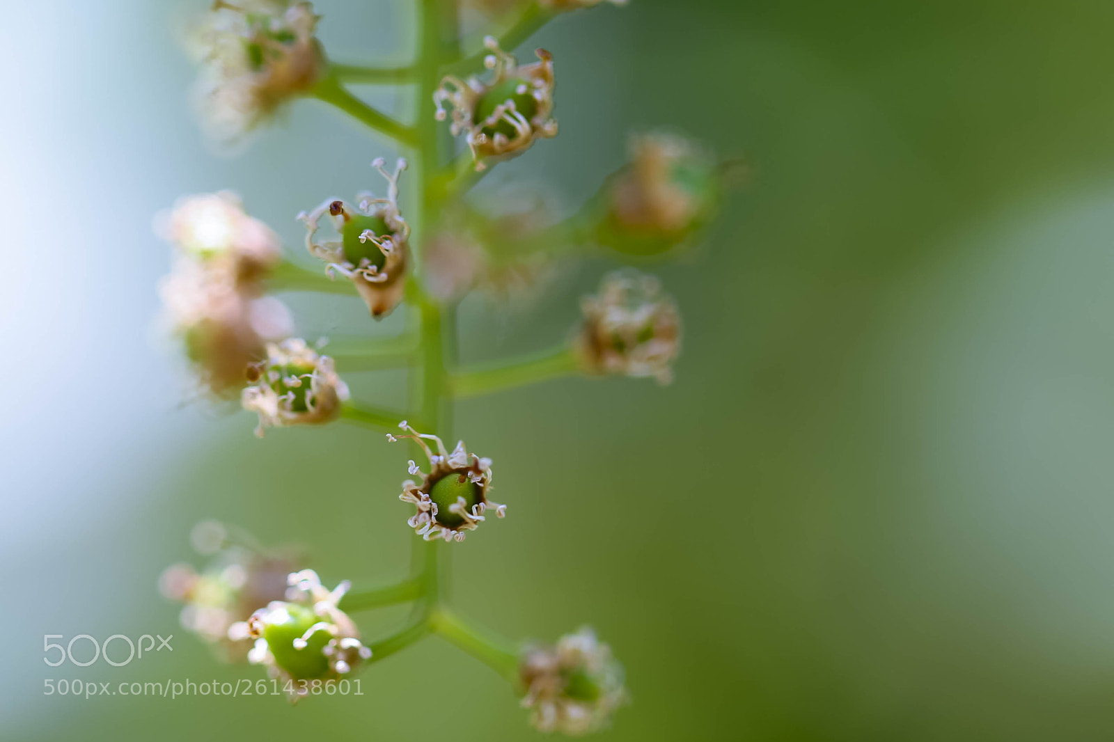 Canon EOS 6D sample photo. Delicate flowers photography