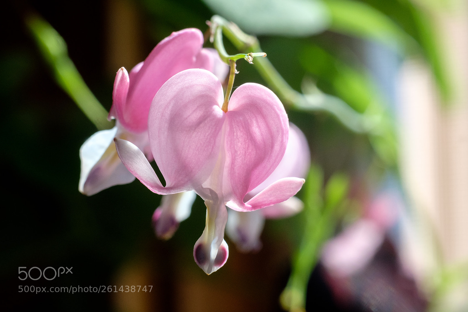 Fujifilm X-T2 sample photo. My bleeding heart photography