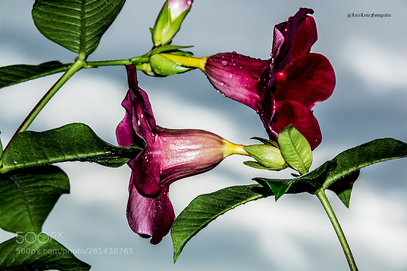 Canon EOS 70D sample photo. Flores, verde, natureza, colorido photography