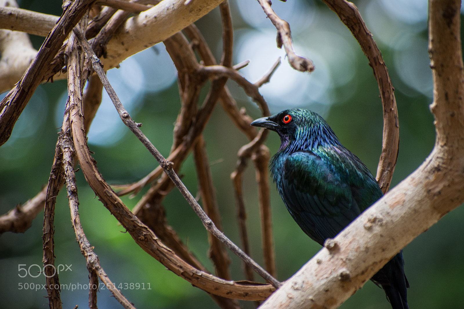 Nikon D7100 sample photo. Red eye  photography