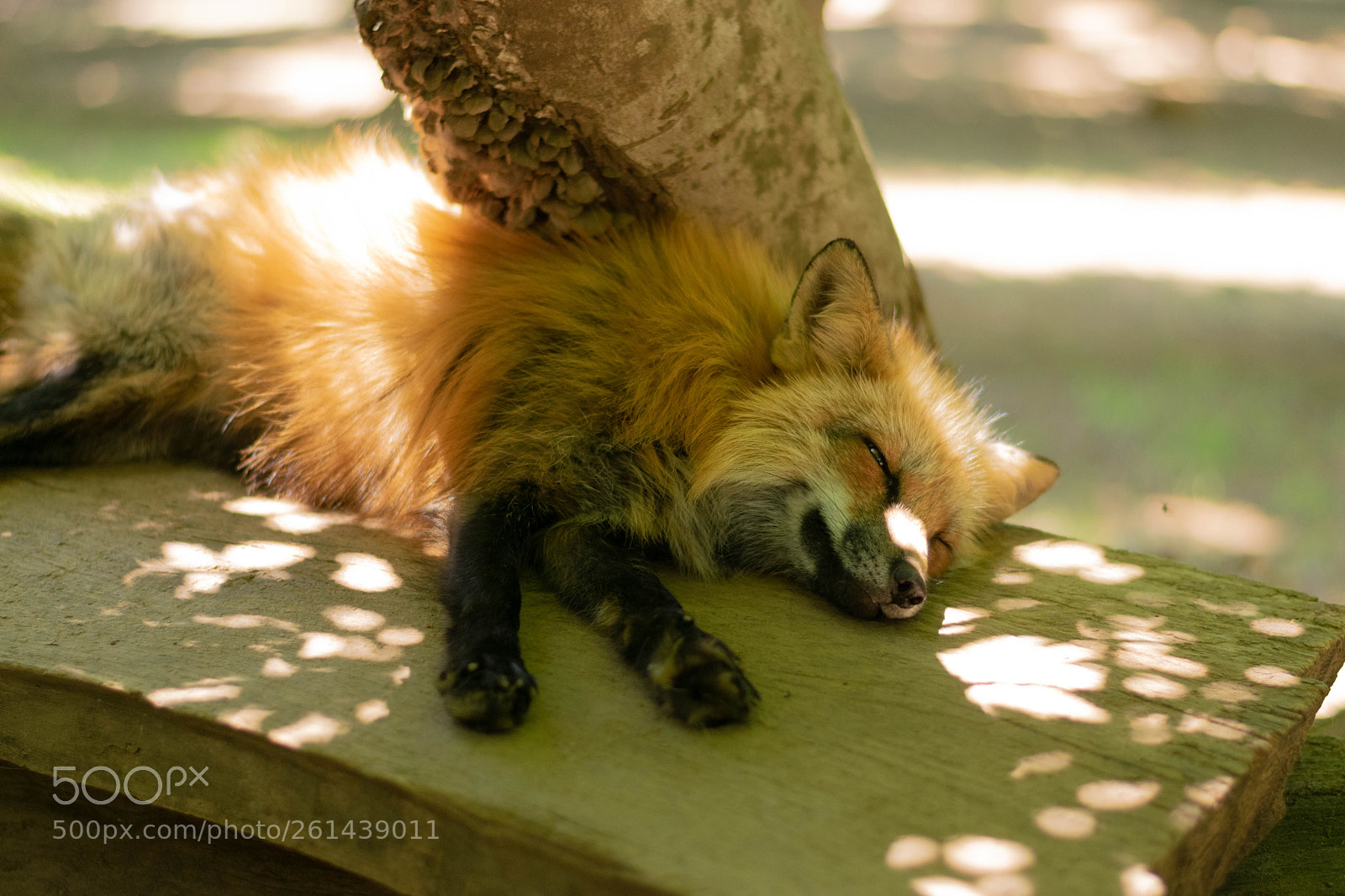 Nikon D5300 sample photo. Sleeping foxes 3 photography