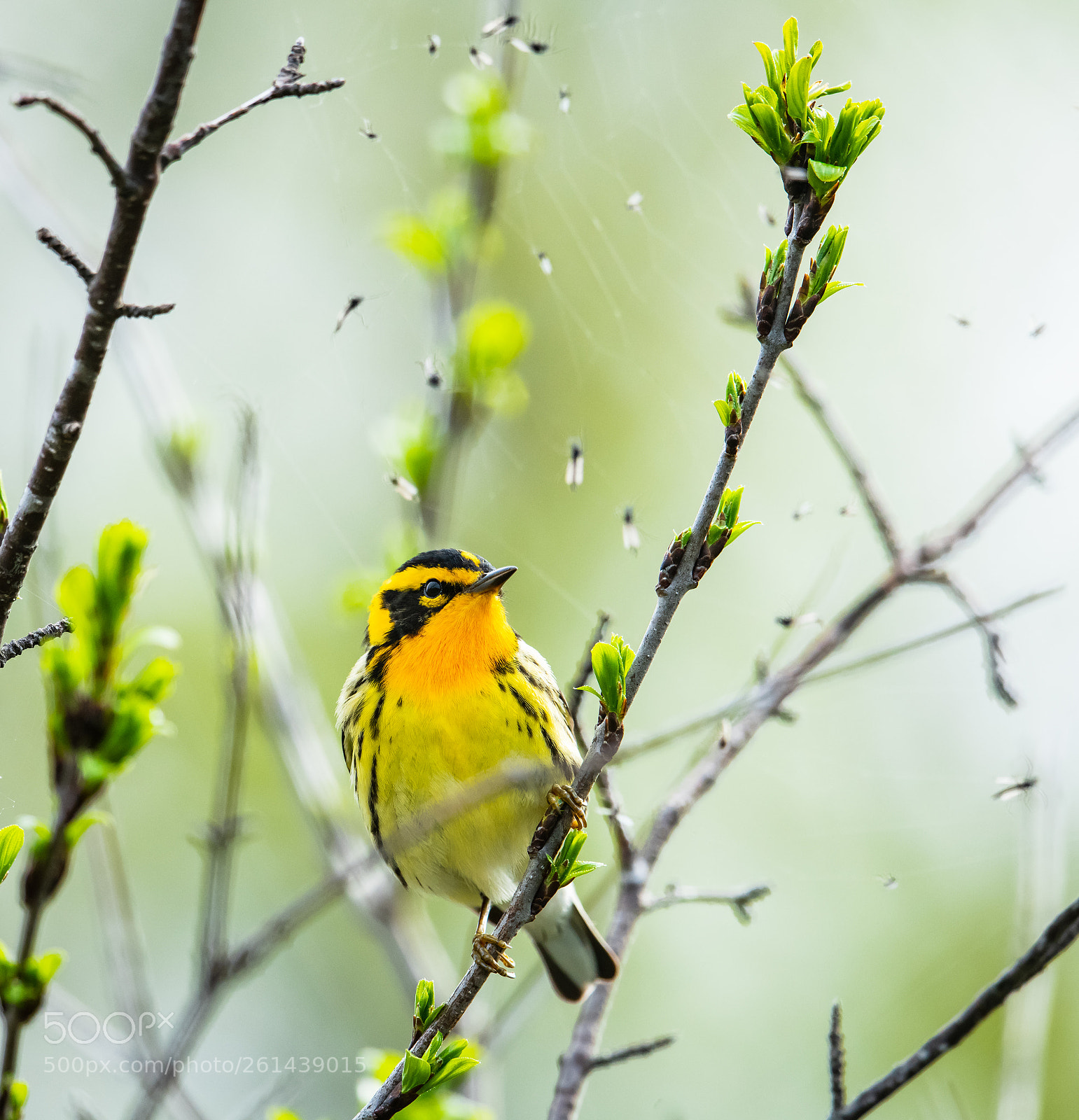 Nikon D850 sample photo. Blackburnian warbler on the photography