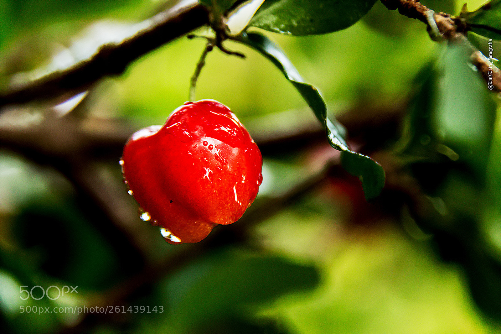 Canon EOS 70D sample photo. Flores, verde, natureza, colorido photography
