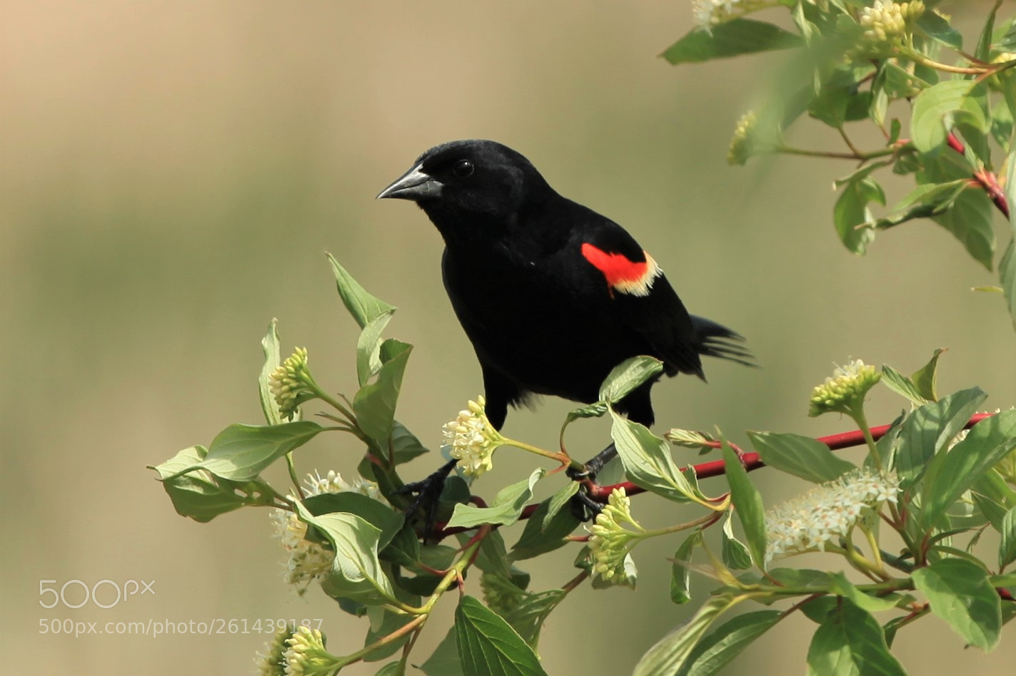 Canon EOS 5D Mark II sample photo. Red-winged blackbird photography