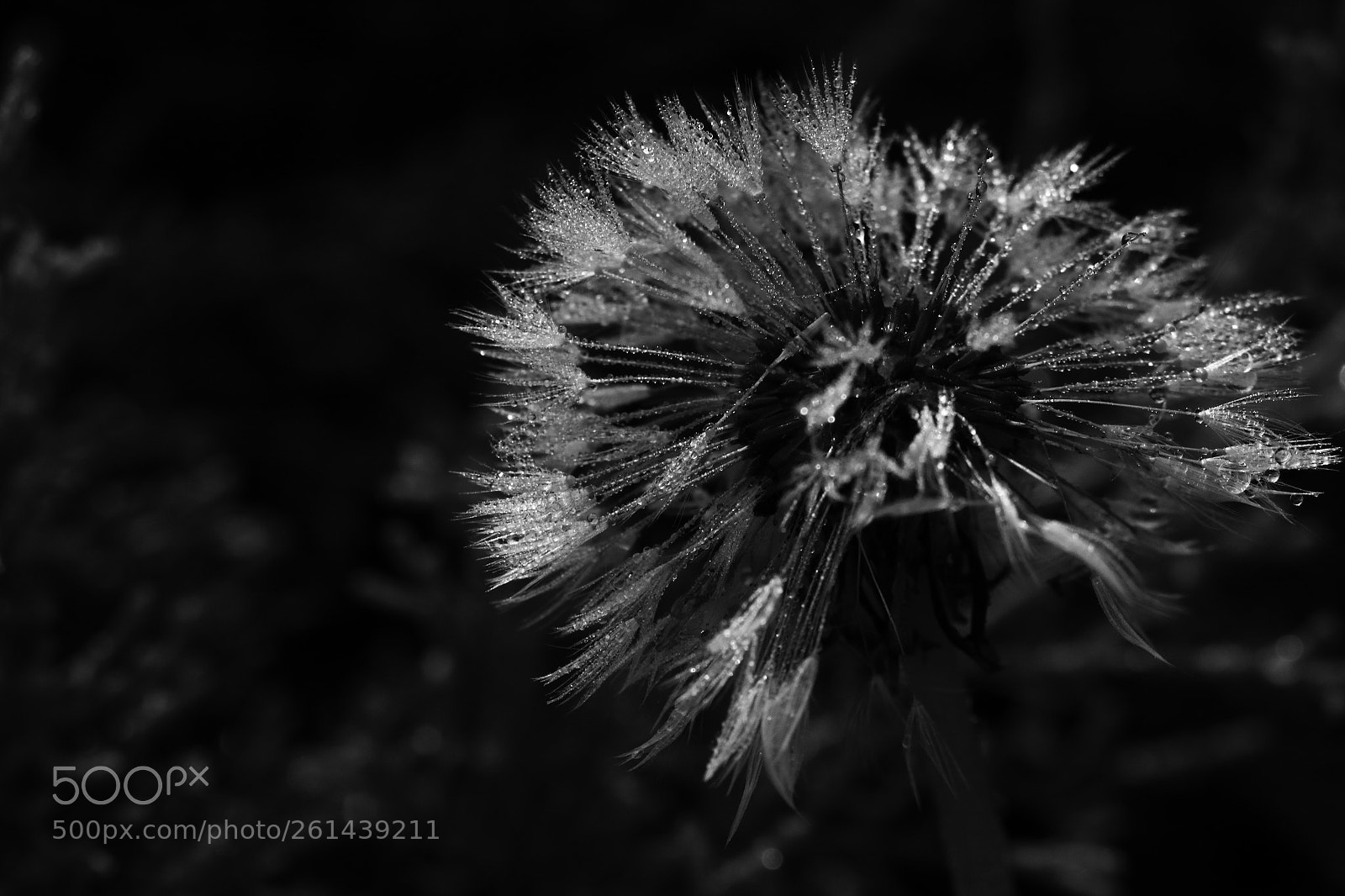Canon EOS 70D sample photo. 2016104 photography