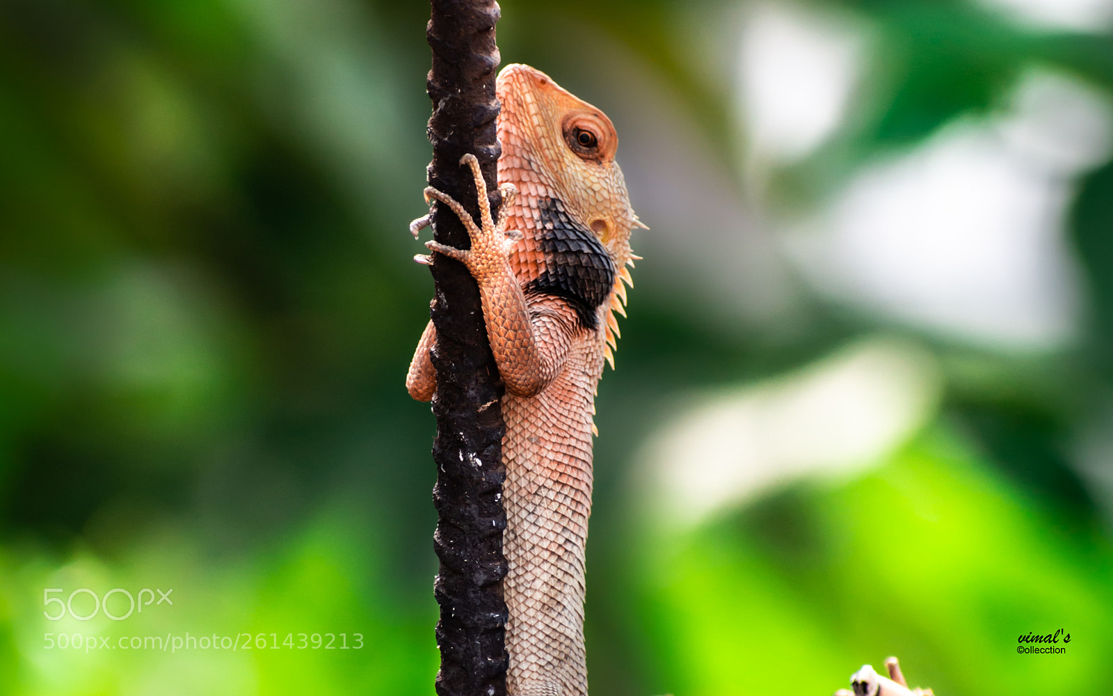 Nikon D7200 sample photo. Chameleon photography