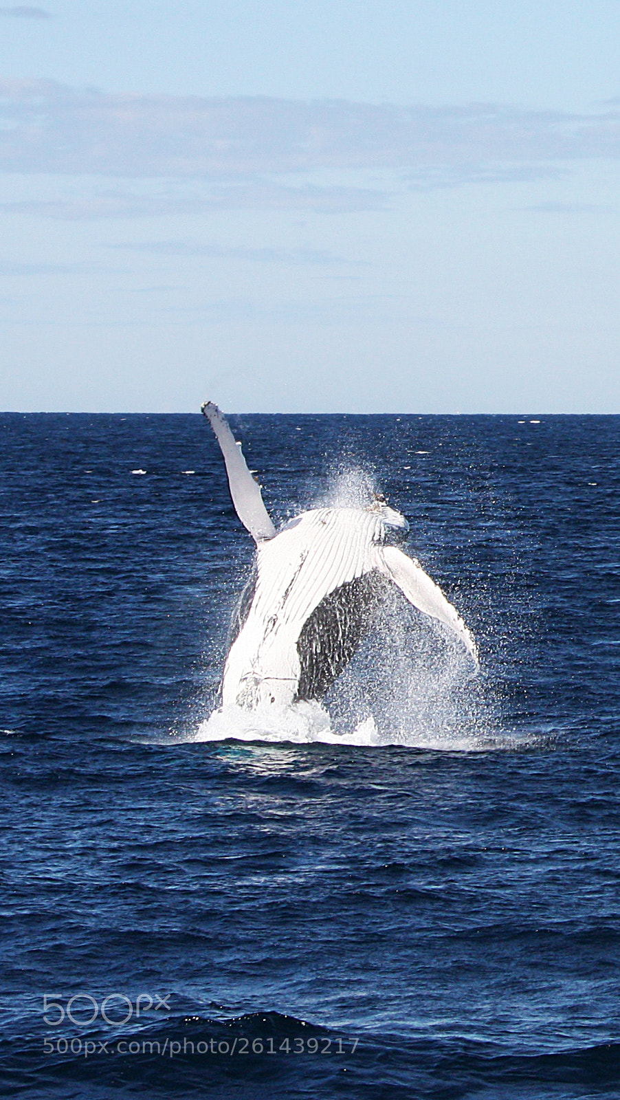 Canon EOS 450D (EOS Rebel XSi / EOS Kiss X2) sample photo. Humpback whale photography