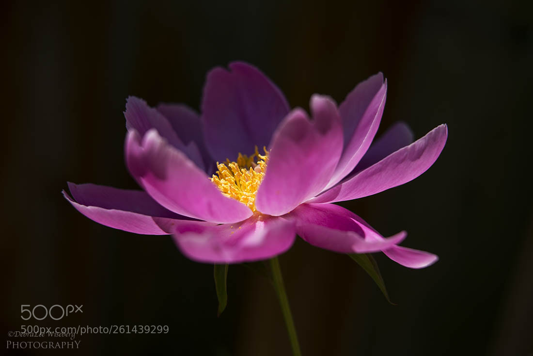 Nikon D800 sample photo. Heart of the matter photography