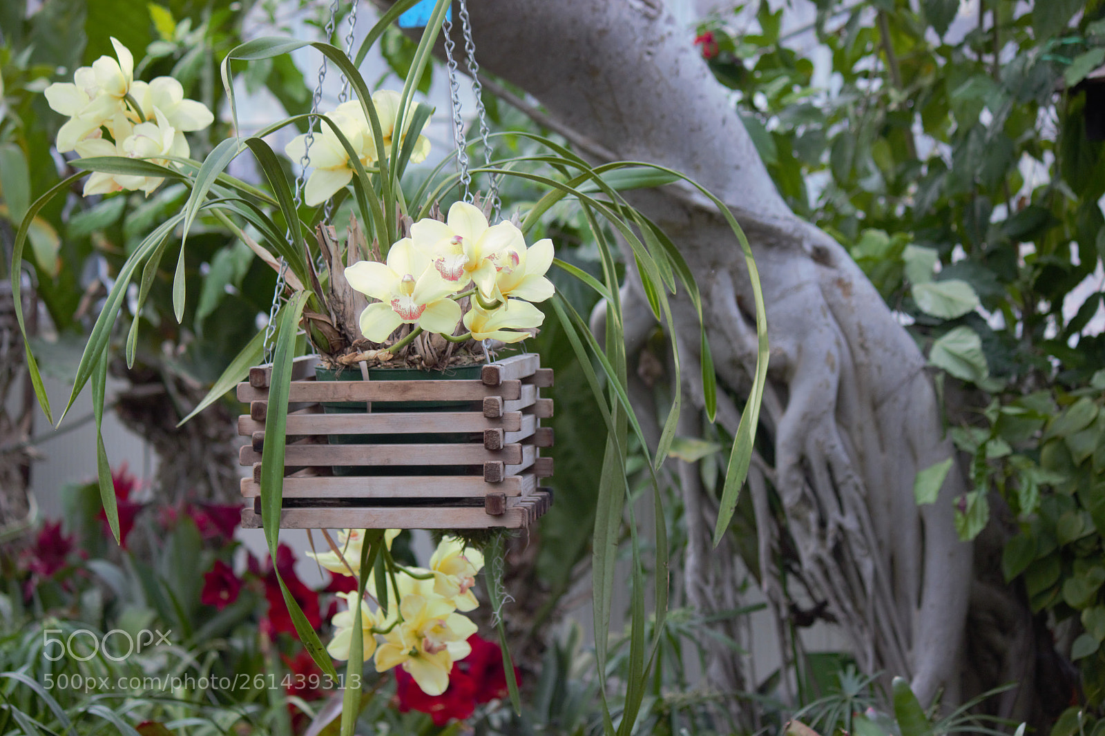 Canon EOS 600D (Rebel EOS T3i / EOS Kiss X5) sample photo. Flower garden photography