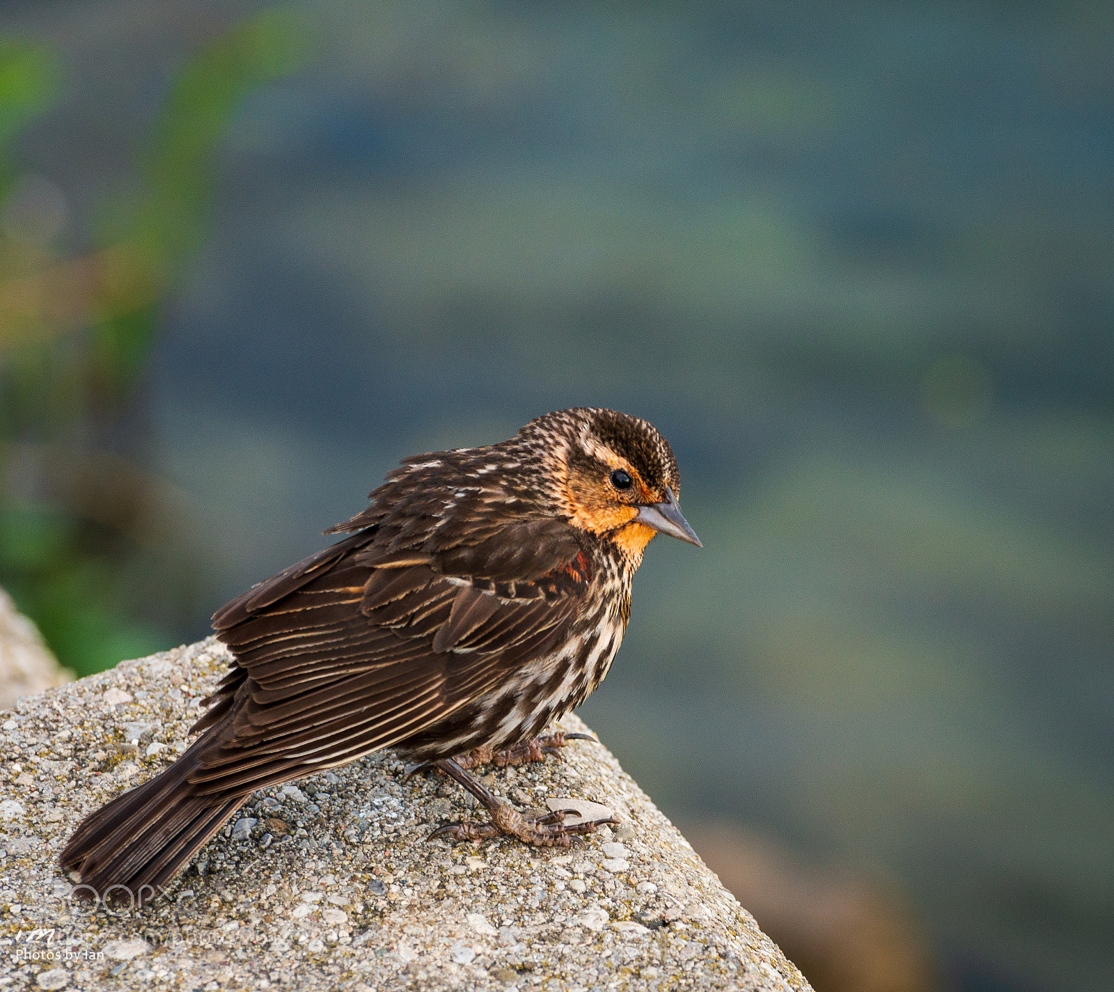 Nikon D610 sample photo. Red winged blackbird photography