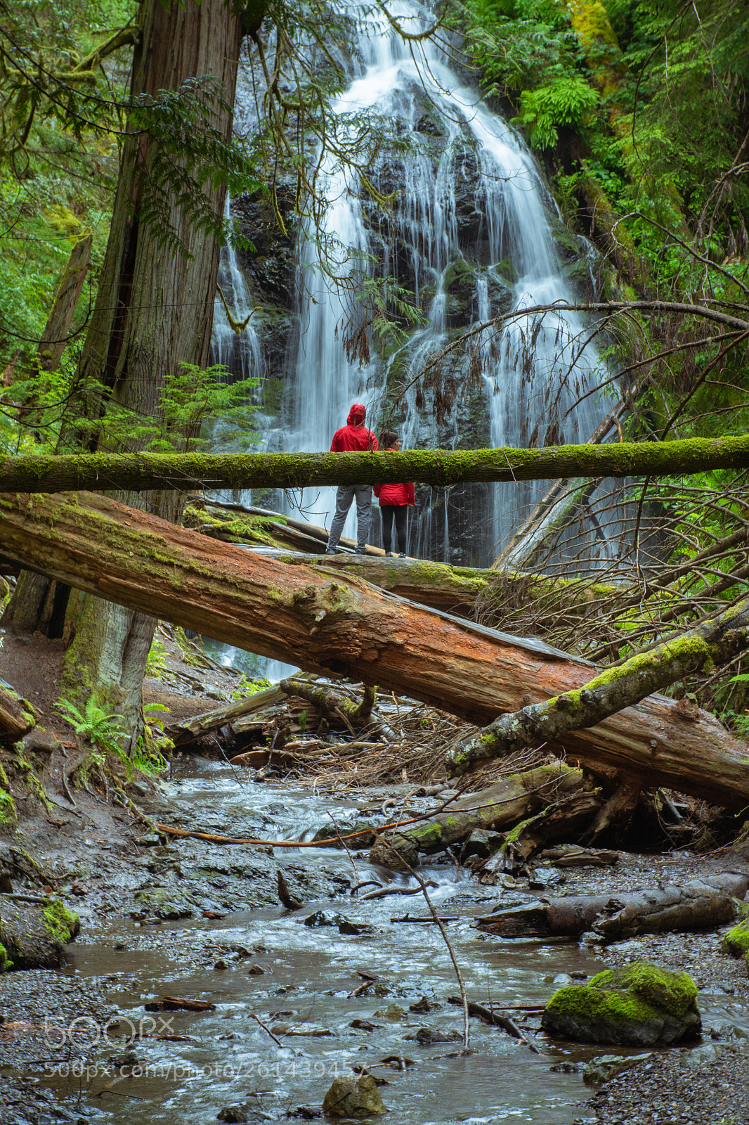 Nikon D7200 sample photo. In the woods, close photography
