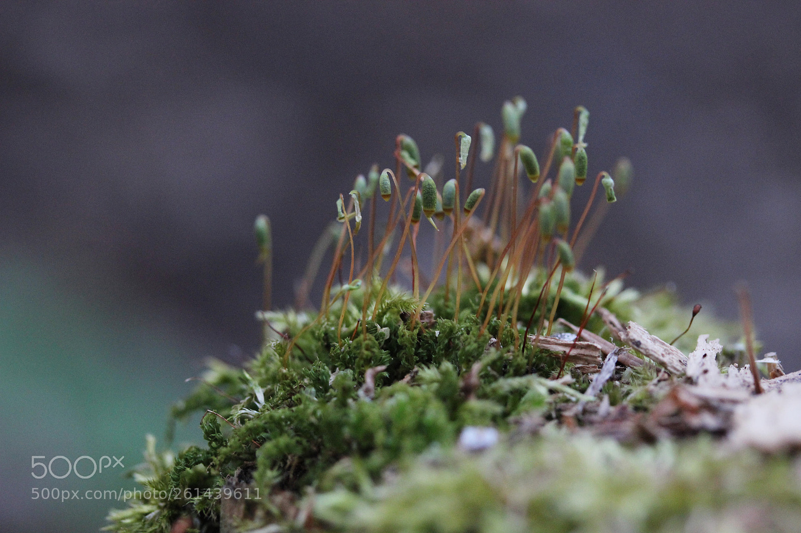 Canon EOS 600D (Rebel EOS T3i / EOS Kiss X5) sample photo. Macro life photography