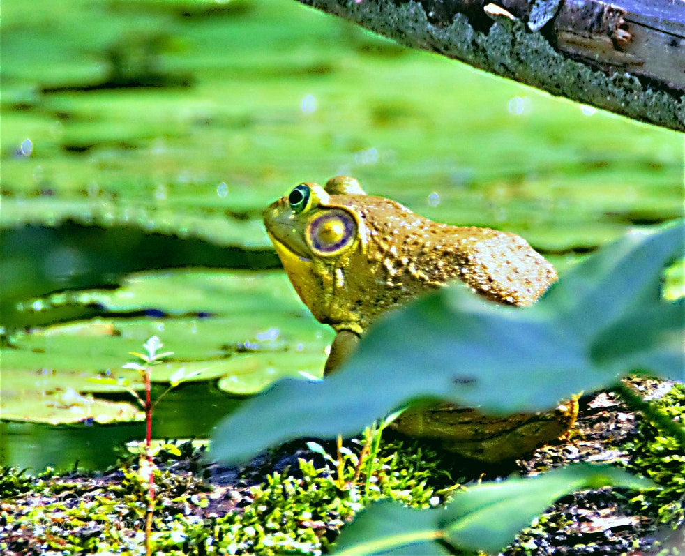 Canon EOS 60D sample photo. Bull frog photography