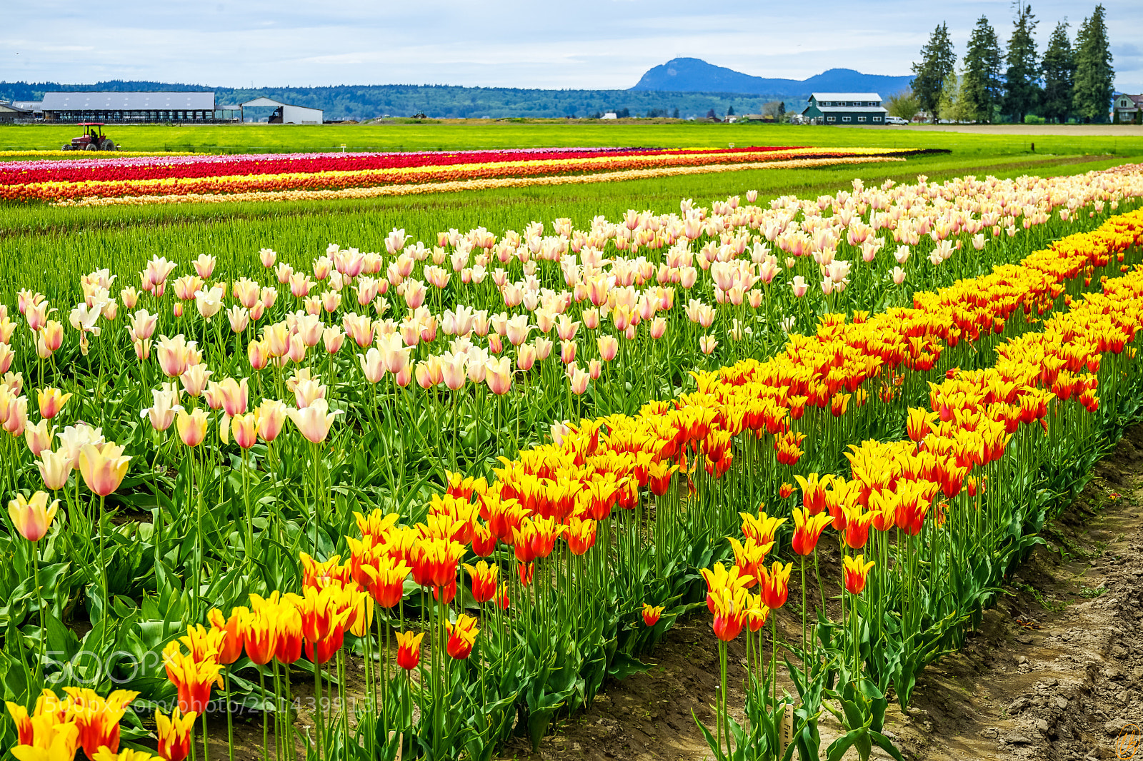 Sony a7 II sample photo. Tulips in skagit valley photography