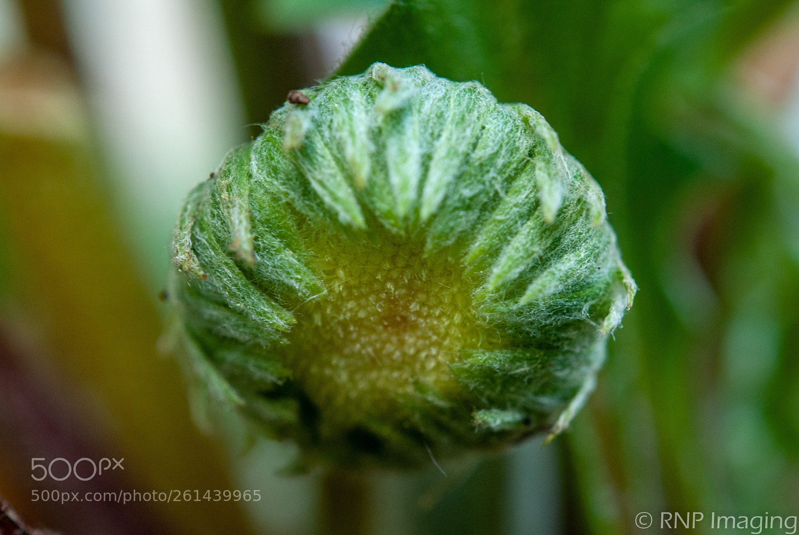 Nikon D200 sample photo. Bloom 2 photography