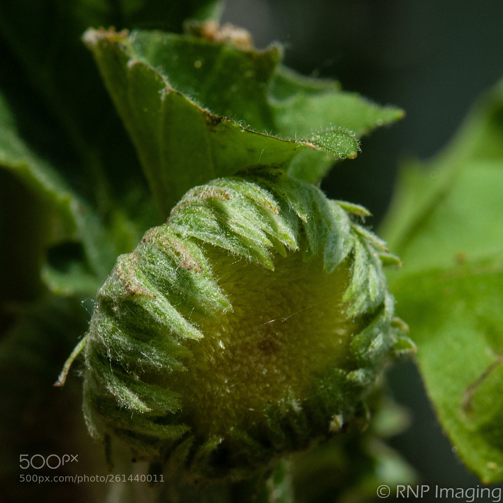 Nikon D200 sample photo. Gerbera bud photography