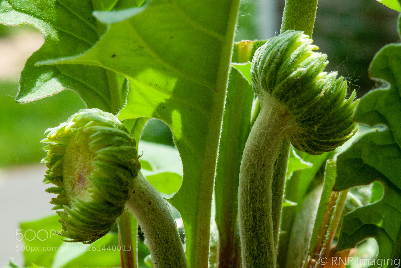 Nikon D200 sample photo. Gerbera twins photography
