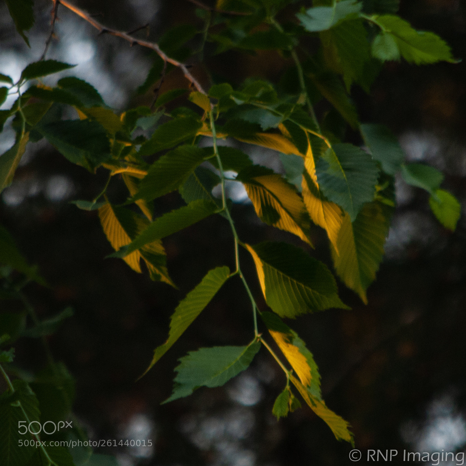 Nikon D200 sample photo. Golden hour leaves photography