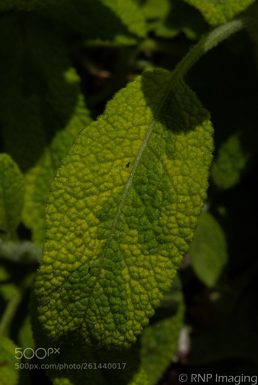Nikon D200 sample photo. Sage leaf photography