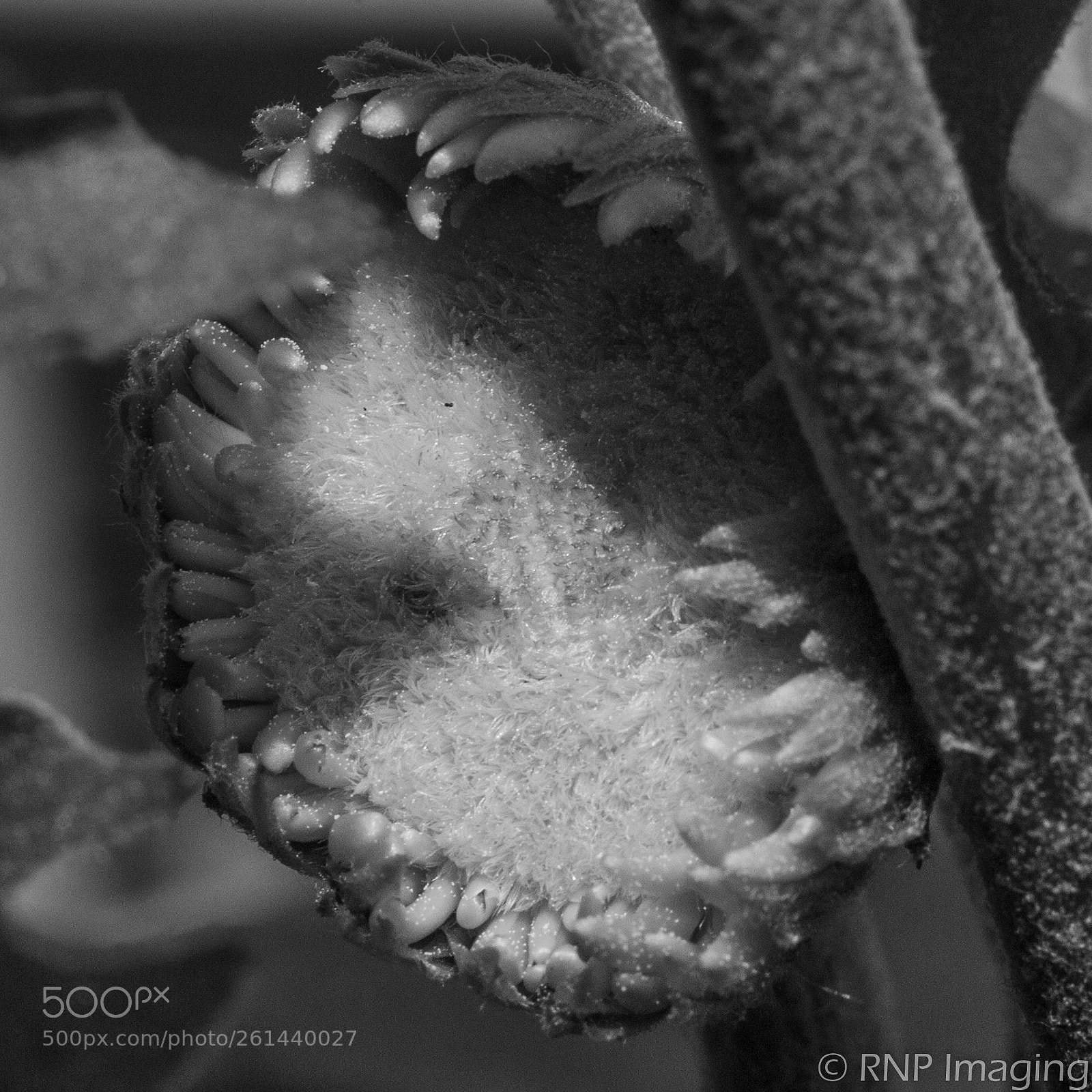 Nikon D200 sample photo. Gerbera bw photography